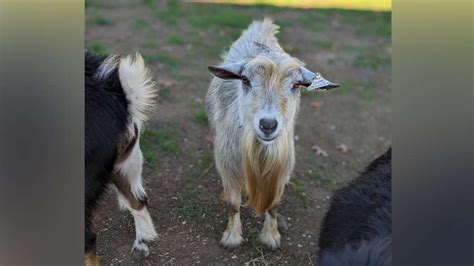 MSPCA to hold first-ever fee-waived adoptathon for goats